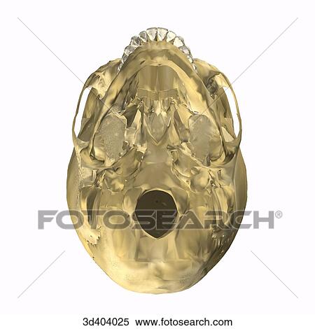 Inferior view of an adult skull. View Large Illustration Stock Illustration - Inferior view of an adult skull.. Fotosearch