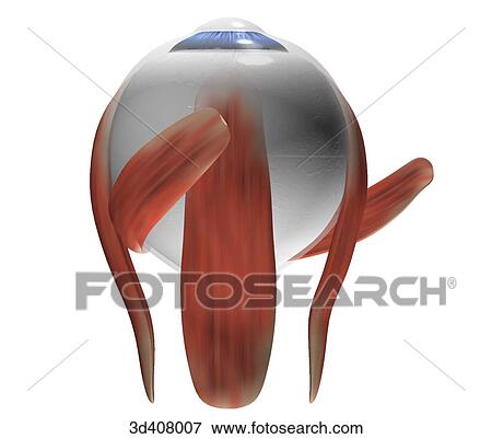 Inferior view of eyeball with musculature. View Large Illustration Stock Illustration - Inferior view of eyeball with musculature.. Fotosearch