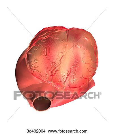 Inferior view of the heart. View Large Illustration Stock Illustration - Inferior view of the heart.. Fotosearch