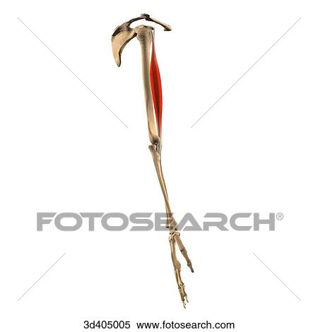 Stock Illustration - Lateral isolated view of the biceps muscle showing skeletal attachments.. Fotosearch