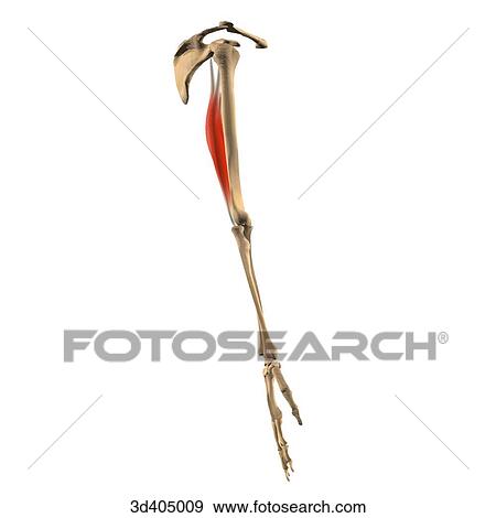 Lateral isolated view of the triceps muscle showing skeletal attachments. View Large Illustration Stock Illustration - Lateral isolated view of the triceps muscle showing skeletal attachments.. Fotosearch