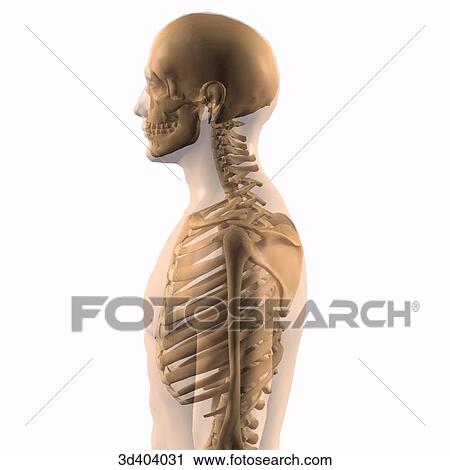 Clip Art - Lateral view male skeleton within a transparent body from the head to the navel.. Fotosearch