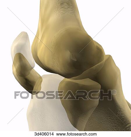 Lateral view of an extended knee joint superimposed onto a flexed knee joint. View Large Illustration Stock Illustration - Lateral view of an extended knee joint superimposed onto a flexed knee joint.. Fotosearch