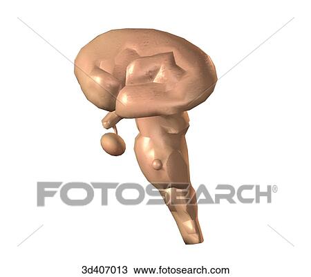 Lateral view of midbrain and brainstem. View Large Illustration Drawing - Lateral view of midbrain and brainstem.. Fotosearch