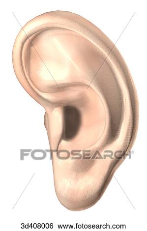 Lateral view of outer ear. View Large Illustration Stock Illustration - Lateral view of outer ear.. Fotosearch