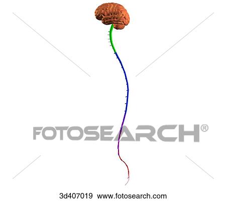 Stock Illustration - Lateral view of spinal cord with areas colored.. Fotosearch