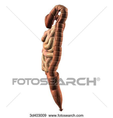 Lateral view of the colon, small intestines, and rectum. View Large Illustration Stock Illustration - Lateral view of the colon, small intestines, and rectum.. Fotosearch