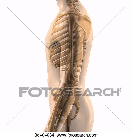 Stock Illustration - Lateral view of the male skeleton within the transparent male torso and abdomen.. Fotosearch
