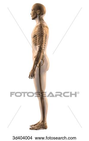 Lateral view of the male skeleton with a transparent body. View Large Illustration Stock Illustration - Lateral view of the male skeleton with a transparent body.. Fotosearch