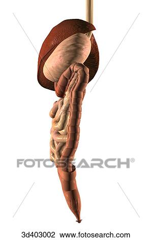 Lateral view of the stomach, liver, colon, small intestines, and rectum. View Large Illustration Drawing - Lateral view of the stomach, liver, colon, small intestines, and rectum.. Fotosearch
