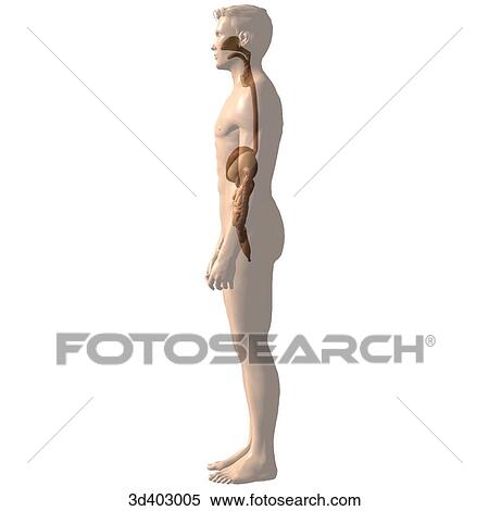 Lateral view of the stomach, liver, colon, small intestines, and rectum in situ. View Large Illustration Stock Illustration - Lateral view of the stomach, liver, colon, small intestines, and rectum in situ.. Fotosearch