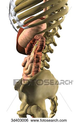Lateral view of the stomach, liver, colon, small intestines, and rectum as seen within the skeleton. View Large Illustration Stock Illustration - Lateral view of the stomach, liver, colon, small intestines, and rectum as seen within the skeleton.. Fotosearch