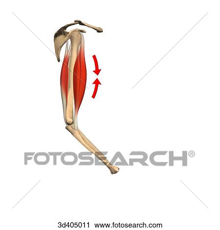 Lateral view of the upper arm illustrating the positioning of the biceps and triceps muscle when the arm is flexed at 45 degrees. View Large Illustration Clip Art - Lateral view of the upper arm illustrating the positioning of the biceps and triceps muscle when the arm is flexed at 45 degrees.. Fotosearch