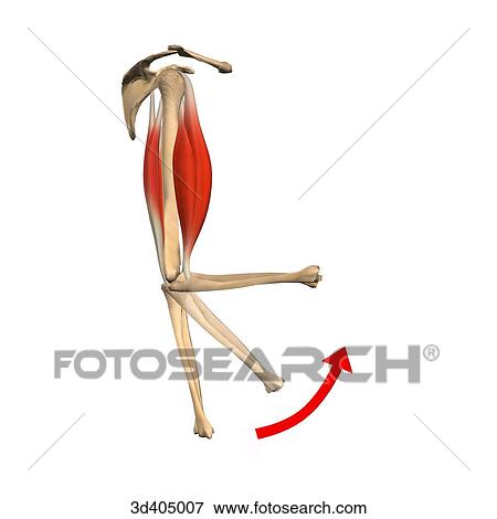 Lateral view of the upper arm in both an extension and flexion position. View Large Illustration Stock Illustration - Lateral view of the upper arm in both an extension and flexion position.. Fotosearch
