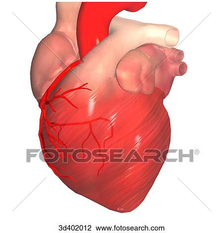 Drawing - Left anterior oblique view of a heart to show anterior and posterior branching of the highlighted right coronary artery.. Fotosearch