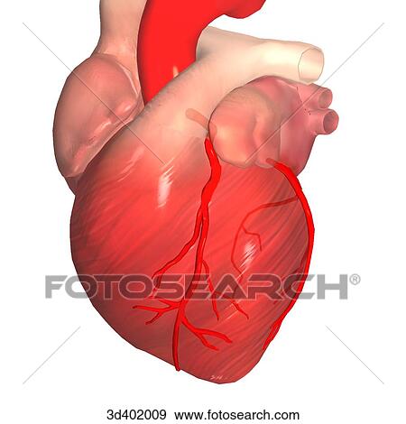 Stock Illustration - Left anterior oblique view of a heart to show anterior and posterior branching of the highlighted left coronary artery.. Fotosearch