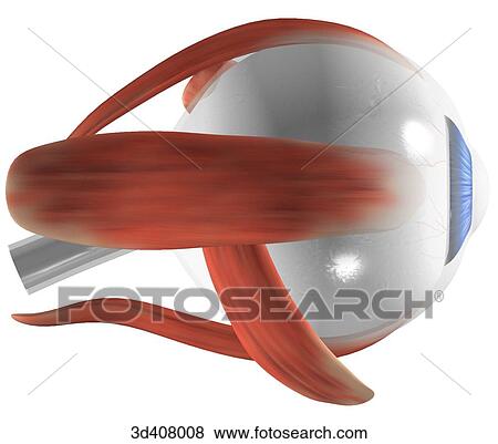 Medial view of eyeball with musculature. View Large Illustration Stock Illustration - Medial view of eyeball with musculature.. Fotosearch