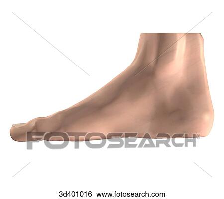 Medial view of foot. View Large Illustration Stock Illustration - Medial view of foot.. Fotosearch