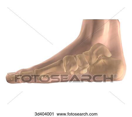 Clip Art - Medial view of the bones of the foot seen in a transparent foot.. Fotosearch