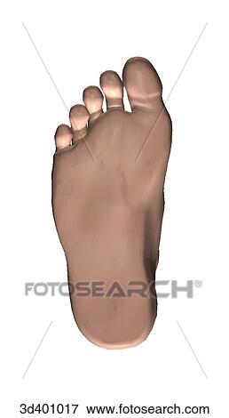 Plantar view of the foot. View Large Illustration Stock Illustration - Plantar view of the foot.. Fotosearch