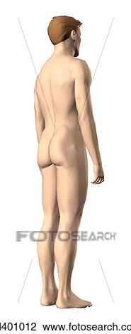 Drawing - Posterior 3/4 external view of an adult male.. Fotosearch