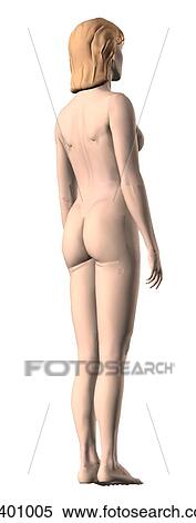Stock Illustration - Posterior 3/4 external view of an adult female.. Fotosearch