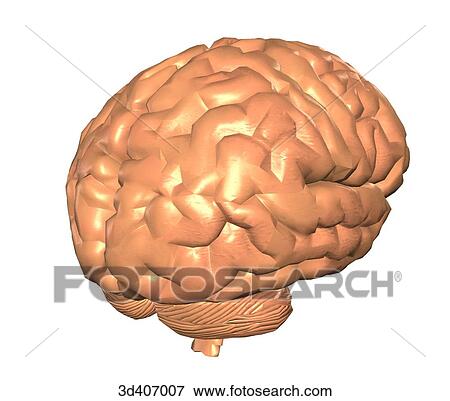 Posterior 3/4 view of brain and brainstem. View Large Illustration Stock Illustration - Posterior 3/4 view of brain and brainstem.. Fotosearch