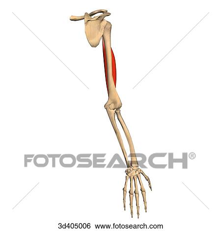 Posterior isolated view of the biceps muscle showing skeletal attachments. View Large Illustration Stock Illustration - Posterior isolated view of the biceps muscle showing skeletal attachments.. Fotosearch