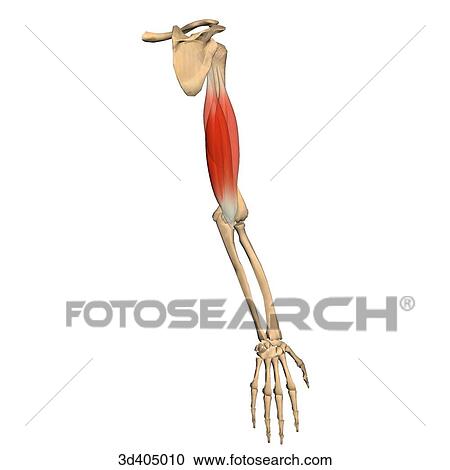 Posterior isolated view of the triceps muscle showing skeletal attachments. View Large Illustration Clipart - Posterior isolated view of the triceps muscle showing skeletal attachments.. Fotosearch