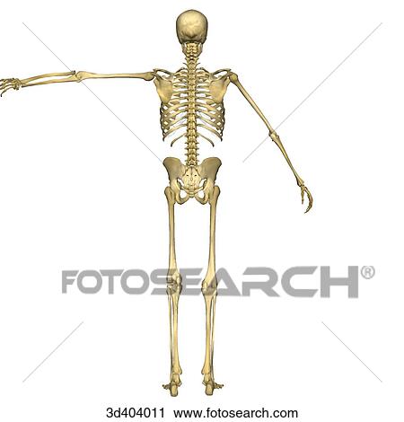 Clip Art - Posterior view of a full human skeleton with left arm raised 90 degrees and right arm at 45 degrees.. Fotosearch