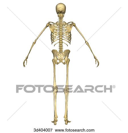 Posterior view of a full human skeleton with both arms raised 45 degrees. View Large Illustration Stock Illustration - Posterior view of a full human skeleton with both arms raised 45 degrees.. Fotosearch