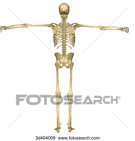 Posterior view of a full human skeleton with both arms raised 90 degrees. View Large Illustration Stock Illustration - Posterior view of a full human skeleton with both arms raised 90 degrees.. Fotosearch