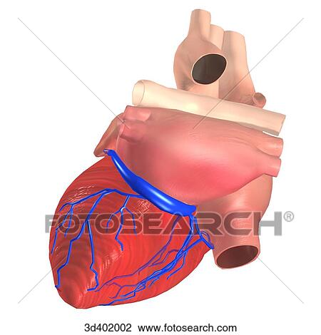 Posterior view of a heart showing branching of the coronary veins. View Large Illustration Drawing - Posterior view of a heart showing branching of the coronary veins.. Fotosearch