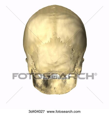 Stock Illustration - Posterior view of an adult skull.. Fotosearch