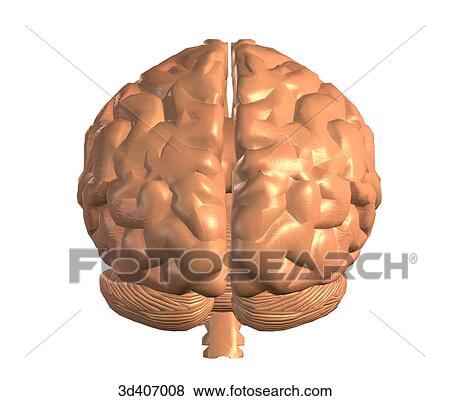 Posterior view of brain and brainstem. View Large Illustration Stock Illustration - Posterior view of brain and brainstem.. Fotosearch