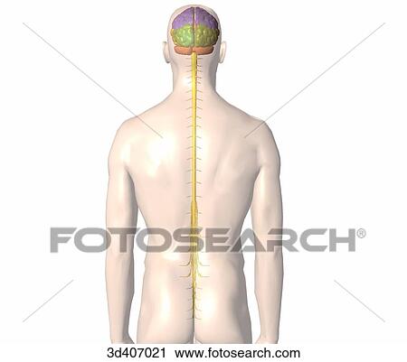 Clip Art - Posterior view of brain and spinal cord within transparent body.. Fotosearch