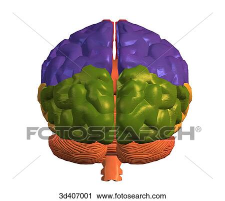 Posterior view of brain with cortical areas colored. View Large Illustration Clip Art - Posterior view of brain with cortical areas colored.. Fotosearch