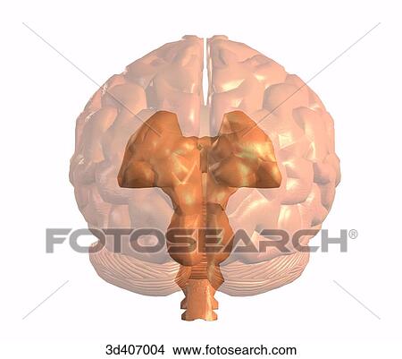 Posterior view of brain with transparent cortex illusrating midbrain and brainstem. View Large Illustration Stock Illustration - Posterior view of brain with transparent cortex illusrating midbrain and brainstem.. Fotosearch