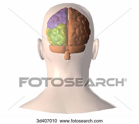 Posterior view of brain within a transparent head. View Large Illustration Clipart - Posterior view of brain within a transparent head.. Fotosearch
