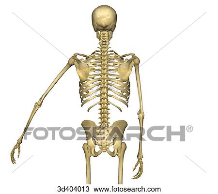 Drawing - Posterior view of human skeleton from mid-thigh upwards with left arm raised 45 degrees.. Fotosearch