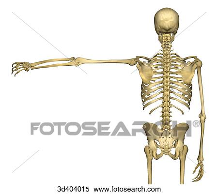 Posterior view of human skeleton from mid-thigh upwards with left arm raised 90 degrees. View Large Illustration Stock Illustration - Posterior view of human skeleton from mid-thigh upwards with left arm raised 90 degrees.. Fotosearch