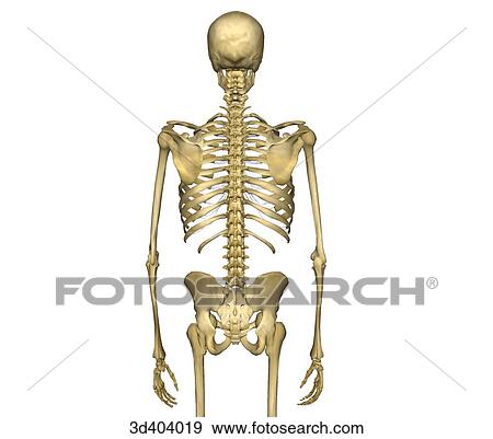Stock Illustration - Posterior view of human skeleton from mid-thigh to head with arms at sides.. Fotosearch