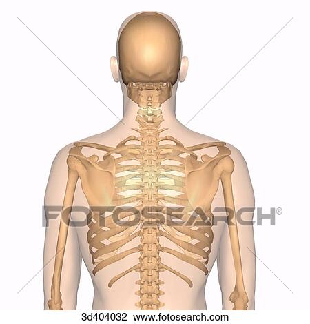 Posterior view of male skeleton within a transparent body from the head to the navel. View Large Illustration Drawing - Posterior view of male skeleton within a transparent body from the head to the navel.. Fotosearch
