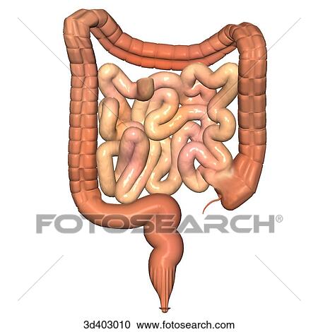Clipart - Posterior view of the colon, small intestines, and rectum.. Fotosearch