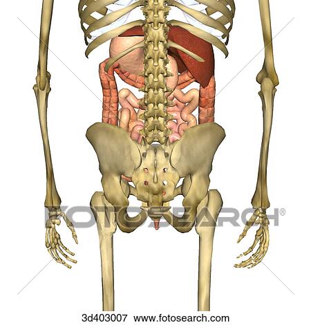 Posterior view of the stomach, liver, colon, small intestines, and rectum as seen within the skeleton. View Large Illustration Stock Illustration - Posterior view of the stomach, liver, colon, small intestines, and rectum as seen within the skeleton.. Fotosearch