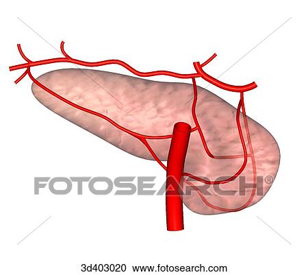 Clipart - Posterior view of transparent pancreas showing arterial supply on both sides of pancreas.. Fotosearch