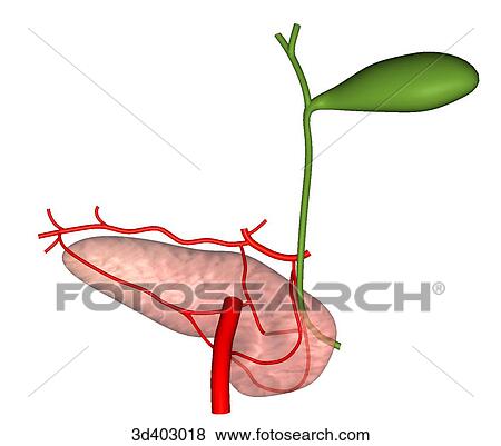 Posterior view of transparent pancreas showing gallbladder and pancreatic, common bile, cystic, and hepatic ducts. View Large Illustration Stock Illustration - Posterior view of transparent pancreas showing gallbladder and pancreatic, common bile, cystic, and hepatic ducts.. Fotosearch