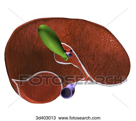 Posteroinferior view of liver showing round ligament, gallbladder, and inferior vena cava. View Large Illustration Drawing - Posteroinferior view of liver showing round ligament, gallbladder, and inferior vena cava.. Fotosearch