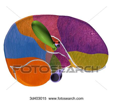 Posteroinferior view of liver showing segments. View Large Illustration Stock Illustration - Posteroinferior view of liver showing segments.. Fotosearch
