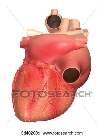 Posteroinferior view of the heart. View Large Illustration Stock Illustration - Posteroinferior view of the heart.. Fotosearch